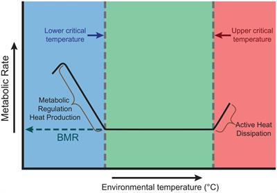 Thermodynamics, thermal performance and climate change: temperature regimes for bumblebee (Bombus spp.) colonies as examples of superorganisms